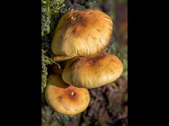 John Roberts CPAGB BPE1-Armillaria mellea-Highly Commended.jpg